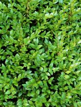 Boxwood, Buxus spp., a toxic ornamental hedge plant for pets and horses