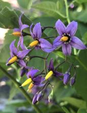 Climbing Nightshade, Solanum dulcamara, a solanine-containing toxic vine for pets and livestock