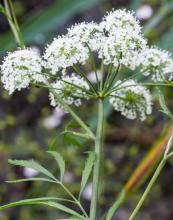 Cowbane, Cicuta spp., a cicutoxin-containing water hemlock plant highly poisonous to pets and livestock