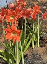 Lily of the Palace or Hippeastrum with a large exposed bulb, broad strap-shaped green leaves, and a thick leafless flower stalk bearing several large trumpet-shaped red, orange, pink, white, or striped flowers.