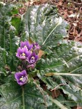 True Mandrake plant in the genus Mandragora with a ground-level rosette of broad wrinkled dark-green leaves, bell-shaped greenish-white or violet flowers emerging from the center, rounded yellow to orange fruits, and a thick often-branched fleshy taproot.