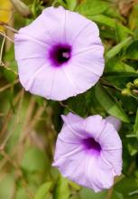 Morning Glory or Ipomoea vine climbing a support with twining stems, heart-shaped green leaves, funnel-shaped blue, purple, pink or white flowers, and rounded seed capsules containing several hard dark seeds.