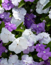 Morning-Noon-and-Night or Brunfelsia shrub with glossy oval green leaves, fragrant five-lobed tubular flowers appearing deep purple, pale lavender and white at the same time, and rounded green fruit capsules containing numerous dark seeds.
