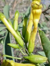 Tree Tobacco (Nicotiana glauca), a tall open woody shrub with smooth blue-green rubbery leaves on distinct stalks and terminal clusters of long narrow yellow tubular flowers.