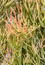 Pencil Cactus or Firestick Plant, Euphorbia tirucalli, with dense clusters of smooth cylindrical pencil-thick succulent branches colored green yellow orange and red, tiny short-lived leaves near young tips, and white milky latex emerging from a freshly broken stem.