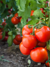 Tomato plant (Solanum lycopersicum) with hairy branching green stems, irregularly divided aromatic leaves, clusters of small yellow star-shaped flowers, and green and ripening red tomatoes.