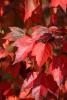 Swamp maple or red maple (Acer rubrum) with opposite three- to five-lobed serrated leaves, red leaf stalks and veins, pale leaf undersides, reddish twigs, and red-orange autumn foliage.