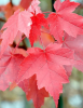 Carolina Maple tree with opposite three- to five-lobed serrated leaves, reddish petioles, paired red winged samaras, and vivid red-orange autumn foliage