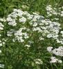 Dog Daisy, Achillea millefolium, a common Yarrow plant containing chemically variable volatile oils and contact-sensitizing sesquiterpene lactones