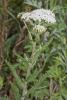 Milfoil or Achillea millefolium growing as an upright spreading perennial with aromatic fern-like finely divided leaves and broad flat-topped clusters made up of many tiny white flower heads with pale yellow centers.