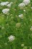 Common yarrow, Achillea millefolium, with aromatic finely divided fernlike leaves and dense flat-topped clusters of tiny white flower heads.
