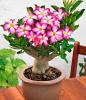 Desert Rose, Adenium obesum, a highly toxic cardiac glycoside-containing houseplant dangerous to dogs, cats, and horses
