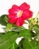 Mock Azalea or Adenium obesum with a swollen gray-green caudex, thick branching succulent stems, clusters of leathery green leaves near the branch tips, and showy funnel-shaped pink flowers with pale centers.