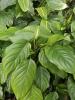 Chinese Evergreen with upright clusters of glossy dark green lance-shaped leaves, short cane-like stems, and a small green-white aroid flower consisting of a spadix enclosed by a pale spathe