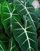 Alocasia Elephant Ear plant with large upright arrow-shaped leaves on thick fleshy petioles, prominent contrasting veins, an underground corm or rhizome, and a pale hood-like spathe surrounding a central spadix.