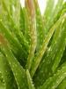 Barbados Aloe, Aloe barbadensis, a toxic succulent plant for pets