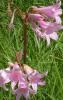 Cluster of pink trumpet-shaped Naked Lady flowers on tall leafless stalks emerging from the ground