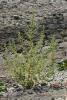 Ambrosia Mexicana or Jerusalem Oak Goosefoot (Dysphania botrys), an aromatic annual weed with upright branching stems covered in sticky glandular hairs, alternate deeply lobed oak-like green leaves, and numerous tiny green-yellow flowers arranged in elongated branched clusters.