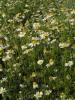 Mayweed or Anthemis cotula, a branching annual weed with finely divided fern-like leaves and small daisy-shaped flower heads composed of white ray florets surrounding raised yellow centers.