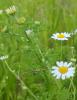Poison daisy, Anthemis cotula, with finely divided feathery leaves and white daisy-like rays surrounding raised yellow flower centers.