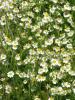 Roman chamomile, Chamaemelum nobile, forming a low mat of finely divided aromatic green leaves with small white daisy-like flower heads surrounding yellow centers.