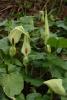 Arum maculatum with arrow-shaped green leaves and a pale green hooded spathe surrounding a dark purple spadix