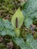 Starch root or lords-and-ladies (Arum maculatum), a woodland aroid with glossy arrow-shaped leaves, a pale green hood-like spathe surrounding a purple-brown spadix, and a later upright spike of tightly clustered scarlet berries.