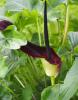 Black Calla with upright arrow-shaped green leaves and a dark maroon to nearly black hooded spathe surrounding a dark finger-like spadix