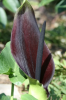 Solomon’s Lily or Black Calla, Arum palaestinum, with upright arrow-shaped green leaves and a dark purplish-black spadix enclosed by a velvety maroon-black spathe with a pale green outer surface.