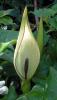 Cuckoo-pint, Arum maculatum, a calcium-oxalate toxic wild arum plant for pets
