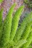 Emerald Feather, Asparagus densiflorus, an asparagus fern houseplant with sapogenin-containing berries toxic to dogs, cats, and horses