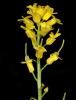 American wintercress (Barbarea orthoceras) with stiff upright branching stems, lobed basal leaves, smaller divided upper leaves, clusters of small four-petaled yellow flowers, and narrow straight seed pods held erect or strongly ascending.