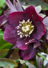 Black hellebore with leathery dark green divided leaves and outward-facing white winter flowers with golden-yellow stamens and a faint pink blush