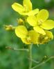 White, black, and Indian mustard plants with upright branching green stems, lobed lower leaves, clusters of four-petaled yellow flowers, and long narrow seed pods developing above the foliage.