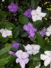 Yesterday, Today, Tomorrow identified as Brunfelsia uniflora, a slender evergreen manacá shrub with glossy elliptic leaves and solitary terminal tubular flowers that open purple or lilac and gradually fade to pale lavender, white, or yellowish white.