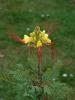Bird of Paradise, Caesalpinia gilliesii, a toxic ornamental shrub for pets