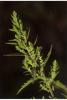 Wormseed or epazote (Dysphania ambrosioides), an upright strongly aromatic branching herb with alternate irregularly toothed lance-shaped green leaves and many tiny green flowers arranged in dense leafy terminal and axillary clusters.