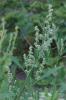 Clammy Goosefoot growing as a low spreading weed with sticky glandular hairy stems, small oval shallow-lobed leaves, and dense clusters of tiny green flowers in the leaf axils