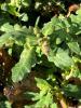 Oak-Leaved Goosefoot (Oxybasis glauca), a low branching annual with blue-green shallowly lobed leaves, densely white-mealy leaf undersides, red-striped stems, and small green flower clusters.