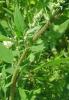 Narrowleaf Goosefoot (Chenopodium leptophyllum), a slender gray-green annual with upright branched stems, narrow linear mealy leaves, and small green flower clusters in terminal and leaf-axil panicles