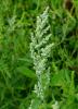 <p>Common Lamb's Quarters with an upright branching stem, alternate triangular toothed leaves, white mealy coating on young growth, and dense clusters of tiny green flowers.</p>