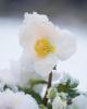 Christmas Rose plant with dark evergreen palmately divided leaves, short flower stalks, and large white winter flowers with five petal-like sepals surrounding golden yellow stamens