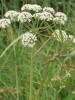 Spotted Water Hemlock (Cicuta maculata), a wetland Apiaceae plant with hollow branching stems, divided sharply toothed leaves, umbrella-like clusters of small white flowers, and highly poisonous chambered root crowns.