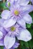 Flowering Clematis vine with opposite compound leaves, twining leaf stalks, showy four-sepaled purple flowers, and feathery silver seed heads climbing a garden trellis