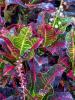 Garden Croton or Codiaeum variegatum with thick glossy alternate leaves patterned in green yellow orange red and burgundy, branching woody stems, small flower racemes, and white latex visible from a freshly cut leaf stalk.