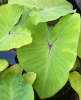 Elephant Ears, Colocasia esculenta, a calcium oxalate-containing taro-type aroid toxic to dogs, cats, and horses
