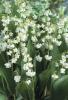 Lily of the Valley forming a low colony of paired broad green leaves with an arching one-sided flower stalk bearing small fragrant white bell-shaped flowers and, later, round orange-red poisonous berries.