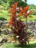 Baby Doll Ti Plant with broad glossy lance-shaped leaves displaying green, burgundy, pink, and red tropical foliage