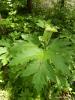Cow Parsnip with a tall stout grooved hairy stem, enormous three-part deeply lobed leaves, and broad flat-topped clusters of numerous small white flowers growing beside a moist woodland stream