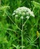Cowbane or Water Hemlock growing in a wet meadow with hollow upright stems, compound leaves divided into sharply toothed lance-shaped leaflets, and branching umbels of small white flowers